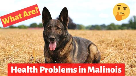 belgian malinois common health problems.